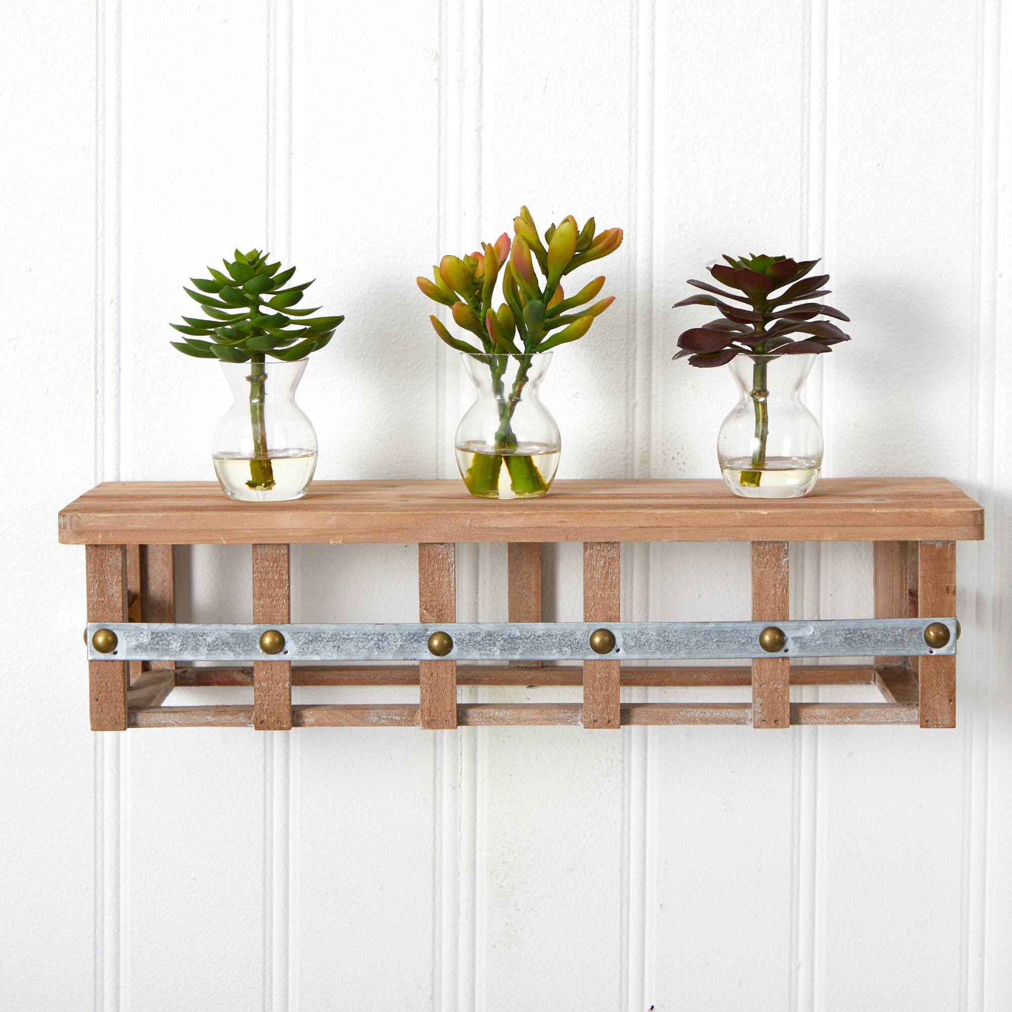 Succulent Arrangements in Vases 3ct.